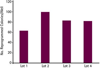 Reprogramming Efficiencies Similar reprogramming efficiencies ranging from 0.6%-1% were generated using different manufacturing lots of Simplicon™ RNA.