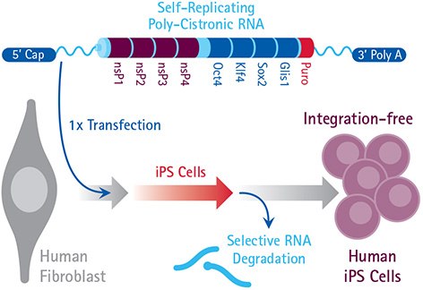 Transfection of Polycistronic RNA Human iPS cells can be generated with a single transfection of polycistronic RNA. Once created, the reprogramming RNA can be selectively degraded by removing B18R from the culture media, creating transgene-free, replicon-free iPSCs.