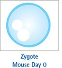 Zygote mouse day. Zygote Mouse Day 0