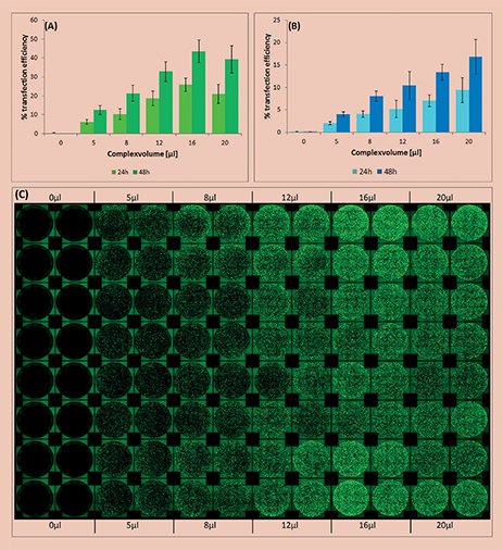 Analysis of transfection efficiency in the automated workflow. The efficiency was measured 24 and 48 hours post transfection and calculated by the ratio of area covered with fluorescing cells compared to total area covered with cells. <b>(A)</b>Transfection using the X-tremeGENEHP Reagent; <b>(B)</b> Transfection using the X-tremeGENE9 Reagent. (C) Top view showing the fluorescence, as well as the reproducibility (16 replicates) of the automated workflow using the X-tremeGENEHP Reagent. Analysis of transfection efficiency in the automated workflow