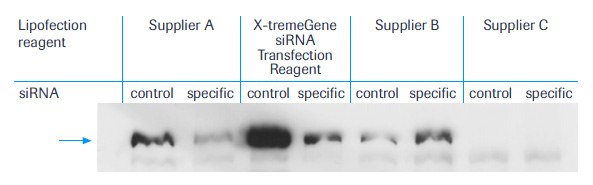 Typical example of an immunoblot. Cells were co-transfected with 0.6 ug expression vector for FLAG-tagged protein and 6.25 µl of a 20 µM solution of either a specific siRNA a control siRNA directed against IamC as indicated. The arrow denotes the expected position of the FLAG-tagged protein. Equal amounts of cellular proteins (20 µg/lane) were applied. Reagents were used as noted. Typical example of an immunoblot