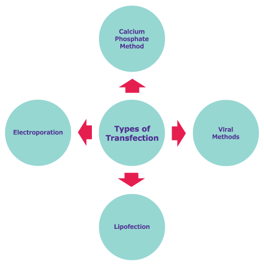 Types of Transfection Types of Transfection