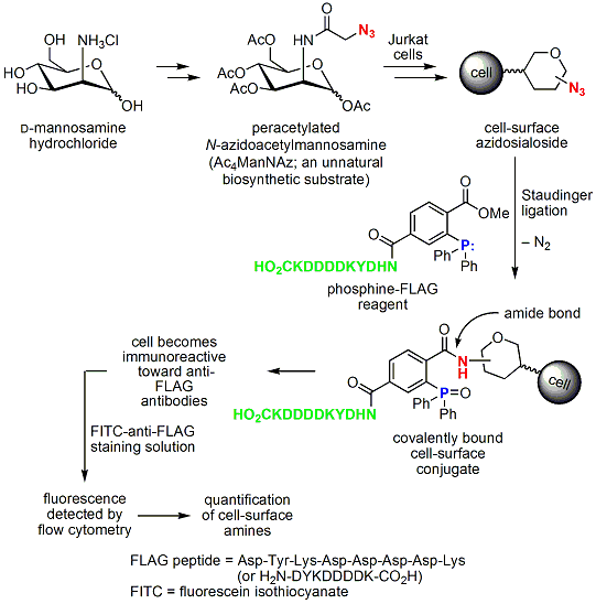 bertozzis-approach Metabolically generated sialosides allow the modulation of viral infection and interfere with cancer cell metastasis. Bertozzi’s approach is illustrated in the scheme.