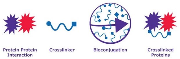 A crosslinker converts interacting proteins into crosslinked proteins via bioconjugation En el gráfico se representa un proceso biológico en el que intervienen proteínas. A la izquierda, dos estructuras en forma de estrella, una roja y otra morada, con la etiqueta "Interacción proteína-proteína", para demostrar que las proteínas interaccionan. A su derecha hay una línea ondulada de color azul con la etiqueta "Reticulante". El siguiente símbolo es un círculo morado con líneas onduladas rodeadas por una flecha morada, que representa la bioconjugación. En el extremo derecho, dos estructuras en forma de estrella están conectadas por una línea azul ondulada con la etiqueta "Proteínas reticuladas".