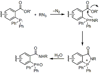 covalent-amide-bond Covalent amide bond schema.