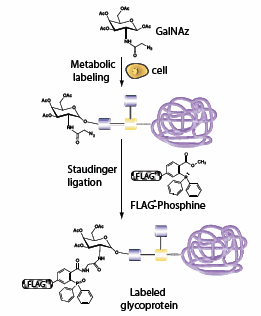 Profiling O-type glycoproteins by metabolic labeling with an azido GalNAc analog (GalNAz) followed by Staudinger ligation with a phosphine probe (FLAG-phosphine). Profiling O-type glycoproteins by metabolic labeling with an azido GalNAc analog (GalNAz) followed by Staudinger ligation with a phosphine probe (FLAG-phosphine).