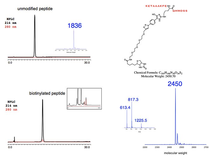 Unmodified Peptide Unmodified Peptide