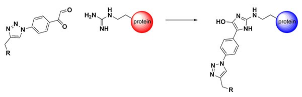 Arginine-Directed Bioconjugation Arginine-Directed Bioconjugation