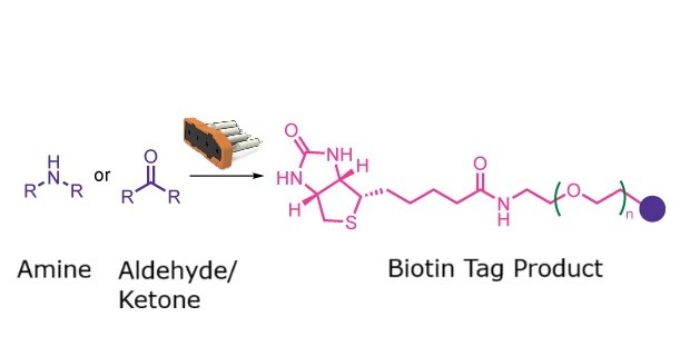 Biotinylation reaction scheme Reaction scheme showing an amine or hydroxyl reactant forming a biotinylated product with a linker unit.