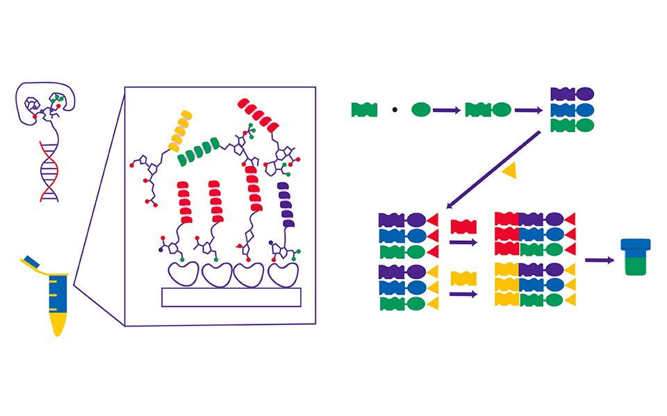 DNA encoded library and its mode of operation The left side of the photo contains an example of labeled DNA strands bound to building blocks attaching to target protein. The right side of the photo contains a flow chart highlighting how the DNA encoded library is created. A DNA tag is bound to a building block and is then pooled with other DNA tagged building blocks. They are then split into wells with a new set of building blocks, one per well, and bound with a second DNA tag. The wells are then pooled together creating a fully DNA encode library in one vial.