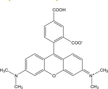carboxytetramethyl Chemical structure of 5-Carboxytetramethylrhodamine