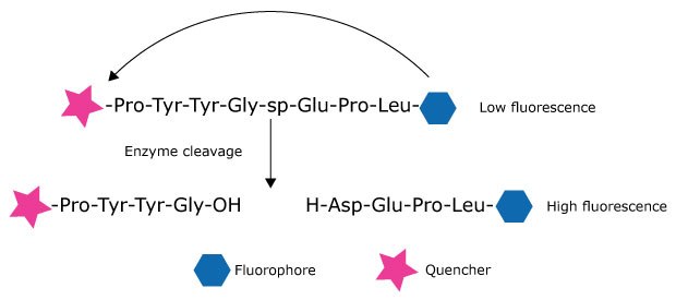 Fluorescence-quenched peptide substrate A schematic representation of a fluorescence-quenched peptide substrate and its enzymatic cleavage process. At the top, a peptide sequence, represented as "-Pro-Tyr-Tyr-Gly-sp-Glu-Pro-Leu-", is shown with a pink star on the left and a blue hexagon on the right, indicating a quencher and a fluorophore, respectively. This state is labeled "Low fluorescence" due to the quencher suppressing the fluorophore's signal. An arrow labeled "Enzyme cleavage" points downward, splitting the peptide into two fragments. The left fragment, "-Pro-Tyr-Tyr-Gly-OH", retains the pink star (quencher), while the right fragment, "H-Asp-Glu-Pro-Leu-", retains the blue hexagon (fluorophore). This separation results in "High fluorescence" because the fluorophore is no longer quenched. A legend below the diagram identifies the pink star as the quencher and the blue hexagon as the fluorophore.