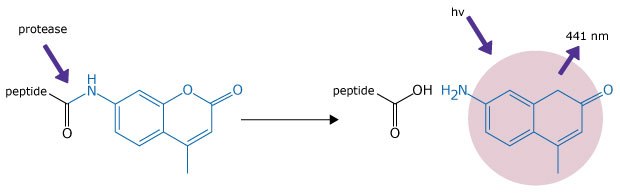 Principle of AMC-labeled fluorogenic substrates An illustration of enzymatic and photophysical principles of AMC-labeled fluorogenic substrates. On the left, a peptide is covalently attached to a molecular structure containing a fused ring system, drawn in blue, representing the AMC (7-amino-4-methylcoumarin) moiety. A purple arrow labeled "protease" points to the peptide bond adjacent to the AMC group, indicating that enzymatic cleavage will occur at this site. The reaction is shown with a rightward arrow leading to the cleavage products: a free peptide fragment with a carboxyl (-OH) terminus and a newly formed AMC molecule with a primary amine (-NH₂) group. On the right side, a purple arrow labeled "hv" (representing light energy) and "441 nm" points toward the AMC structure, which is highlighted by a pink circular glow, indicating fluorescence emission upon excitation at this wavelength. The diagram visually explains how protease cleavage releases AMC, which then fluoresces under specific light exposure.
