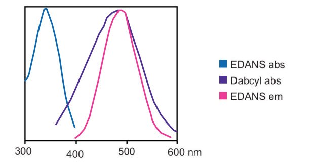 Absorbance and emission spectra of Dabcyl and EDANS A graph showcasing the absorbance and emission spectra for two fluorescent compounds, Dabcyl and EDANS, displayed on a two-dimensional coordinate system. The x-axis represents the wavelength in nanometers, ranging from 300 to 600 nm, while the y-axis indicates the intensity of absorbance and emission. There are four distinct curves plotted in different colors: a blue curve representing the absorbance spectrum of EDANS, which peaks around 350 nm; a purple curve indicating the absorbance spectrum of Dabcyl, peaking near 400 nm, and a pink curve that illustrates the emission spectrum of EDANS, with a prominent peak near 500 nm.