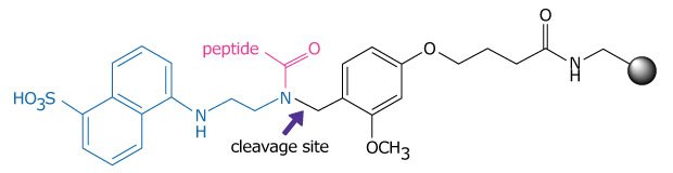 Loaded EDANS NovaTag™ resin a chemical structure representing a loaded EDANS NovaTag™ resin, illustrating the connection point of a peptide and the site designated for cleavage. On the left side, a blue sulfonic acid group is attached to a benzene ring, which connects to an amine group, indicated by a nitrogen atom bonded to a hydrogen atom. This nitrogen is part of a peptide bond, which is marked by a pink label reading "peptide," and is linked to a carbonyl oxygen atom. Following this, another nitrogen atom is present, highlighted by a purple arrow pointing to the "cleavage site," indicating where the peptide can be cleaved. To the right, a black aromatic ring is connected to a methoxy group represented as "OCH3," which leads to a carbon chain that terminates in an amide group, illustrated in black with a nitrogen atom.