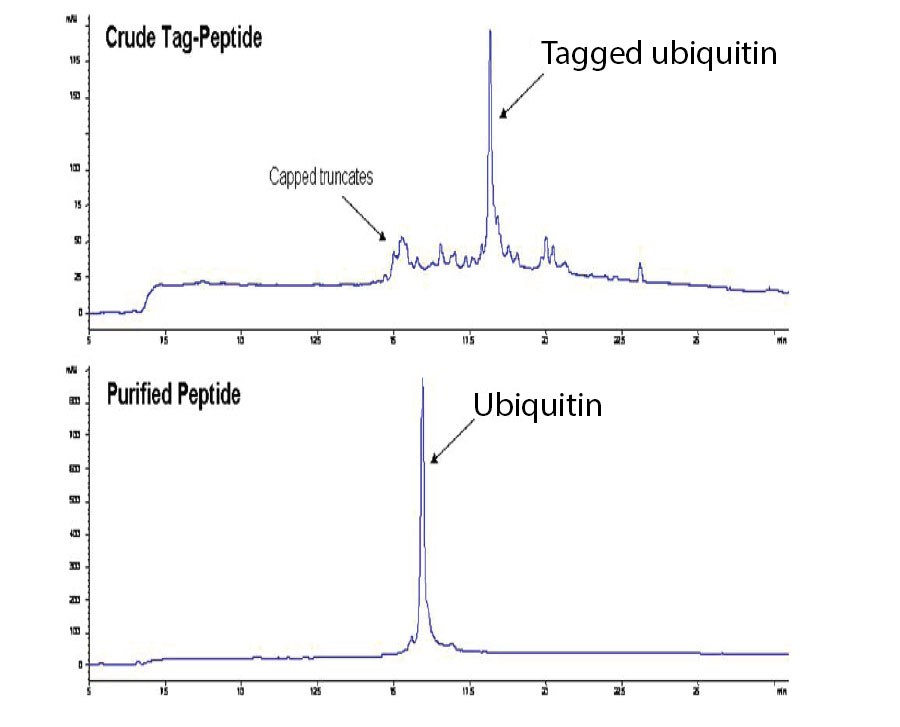 hplc-profiles HPLC profiles of ubiquitin before and after IMAC purification
