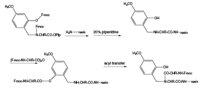 Mechanism of acylation of Hmb-protected residues. Mechanism of acylation of Hmb-protected residues