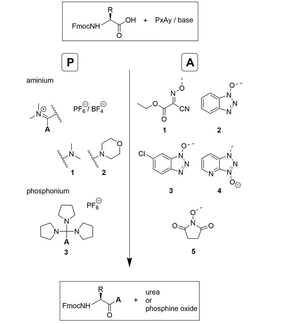 Active esters generated with coupling reagents. Formation of different active esters using different phosphonium and aminium coupling reagents in the presence of a tertiary base.