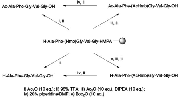 Synthesis of Ac-Hmb protected peptides. Synthesis of Ac-Hmb protected peptides
