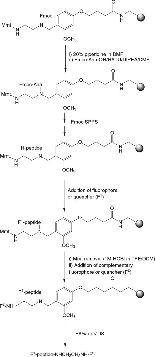 synthesis-using-universal-novatag-resin The image illustrates a detailed synthetic pathway for creating a peptide compound, depicted in black and white with various chemical notations. The structure features a backbone made up of interconnected atoms, primarily nitrogen (N) and carbon (C), along with oxygen (O) and other functional groups. The diagram includes several labeled steps, each indicating a different stage of the synthesis process, with arrows connecting them to show the flow of reactions. The initial step shows an Fmoc group attached to a phenyl ring, followed by a series of reactions that involve the addition of amino acids and the removal of protective groups. Specific reagents and solvents, such as piperidine and DMF, are noted next to the respective steps, indicating their role in the reactions. The final stages depict the incorporation of fluorophores or quenchers, which are represented by symbols, highlighting the compound's functionalization. Overall, the image conveys a complex and systematic approach to peptide synthesis, emphasizing the intricate connections and transformations involved in the process.