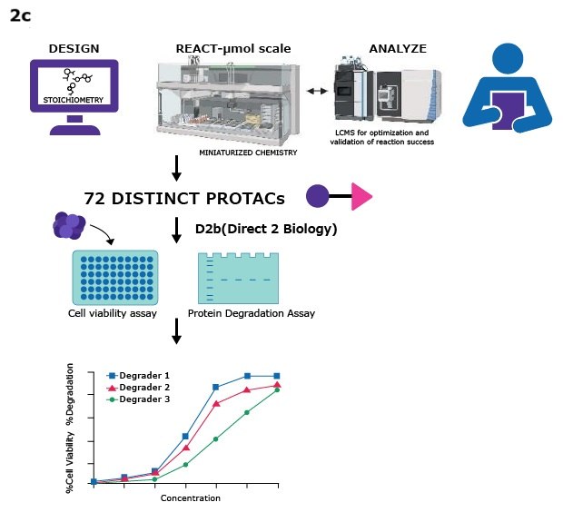 PROTAC Synthesis Kits for Targeted Protein Degradation
