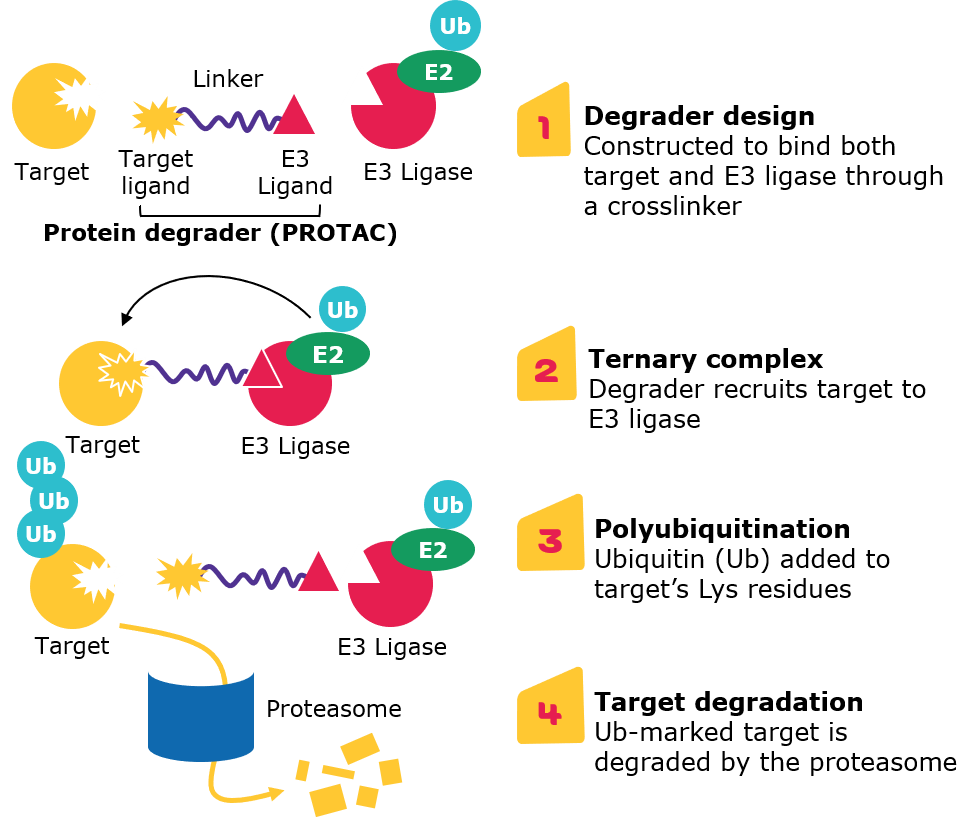 Targeted protein degradation with heterobifunctional degraders Targeted protein degradation via proteolysis-targeting chimeras (PROTACs)