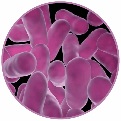 figure-1 lactobacilli
