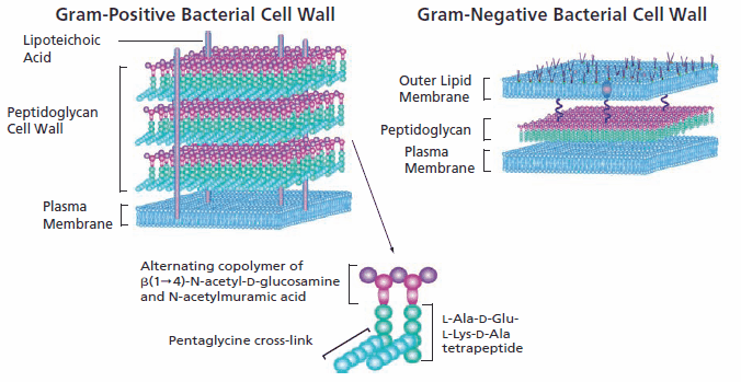 How Antibiotics Work How Antibiotics Work