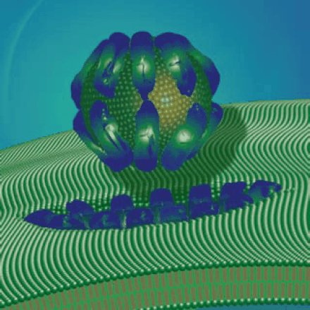 Antimicrobial peptide perturbation of the bacterial cell wall via the carpet model mode of action. Antimicrobial peptide perturbation of the bacterial cell wall