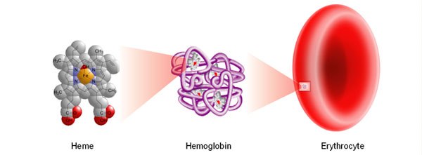 A close-up view of a pinkish cellular structure of Heme, Hemoglobin, and Erythrocyte A close-up view of a pinkish cellular structure of Heme, Hemoglobin, and Erythrocyte