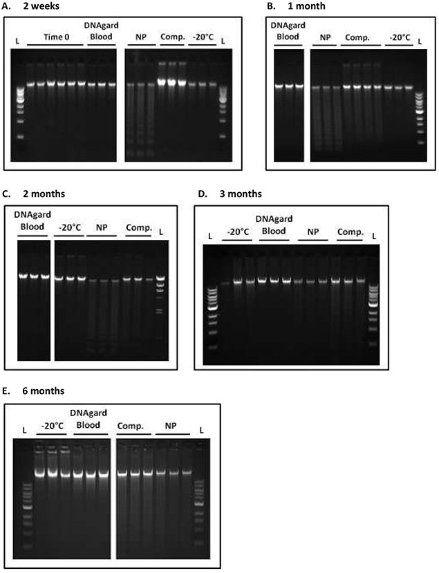 Long-term Storage of Blood in DNAgard® Blood Time-course analysis of DNA integrity in blood stored at room temperature