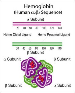 Hemoglobin α2β2 sequence A diagram illustrating the structure of human hemoglobin, specifically the α2β2 sequence, with labeled α and β subunits and heme distal and proximal ligands.