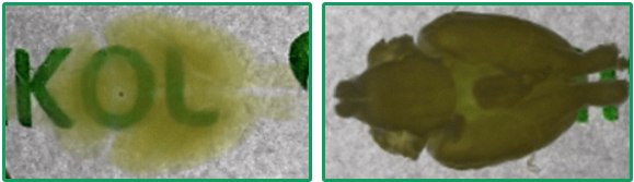 Visikol® HISTO™ and HISTO-M™ Tissue Clearing Reagents Reversible nature of HISTO™ tissue clearing method