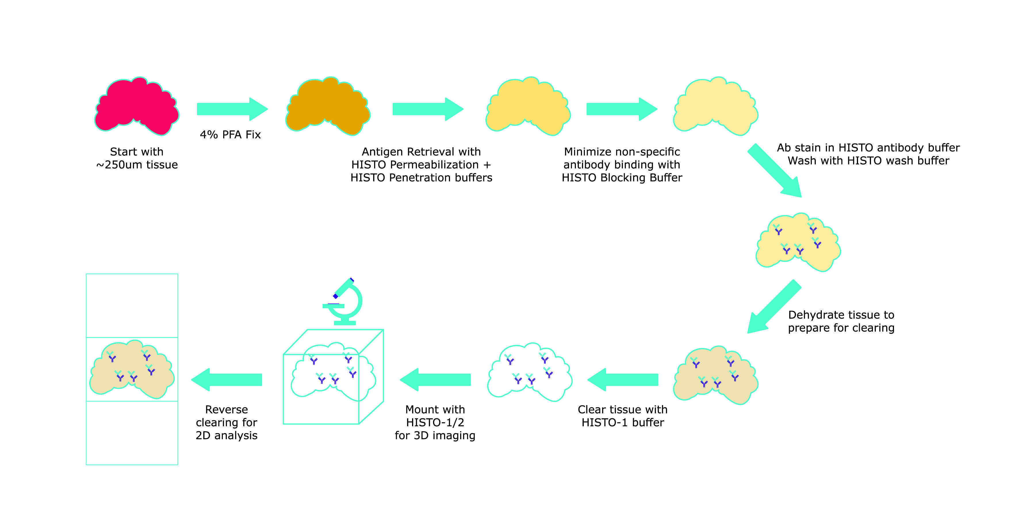 Visikol® HISTO™ and HISTO-M™ Tissue Clearing Reagents Visikol® Histo™ reagent tissue clearing