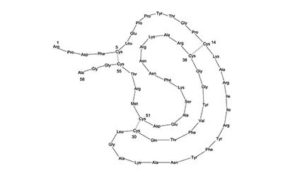 Aprotinin Protease Inhibitor Structural schematic of the peptide sequence for protease inhibitor aprotinin showing secondary structure and 3 disulfide bonds.