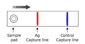 Monochromatic Monoparametric Lateral Flow Test Setup Illustration of a monochromatic monoparametric lateral flow test, displaying the test sample pad on the left, the Ag Capture line in red in the center, and the control line in blue on the right, with the sample flowing from left to right.