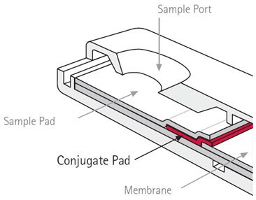 Conjugate pad for lateral flow assays. The conjugate pad as seen in Figure 2 can perform multiple tasks