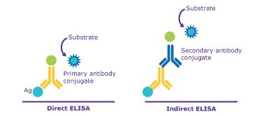 Comparison between Direct Elisa Vs Indirect Elisa A diagram comparing Direct ELISA and Indirect ELISA techniques, illustrating the different steps and components involved in each method.