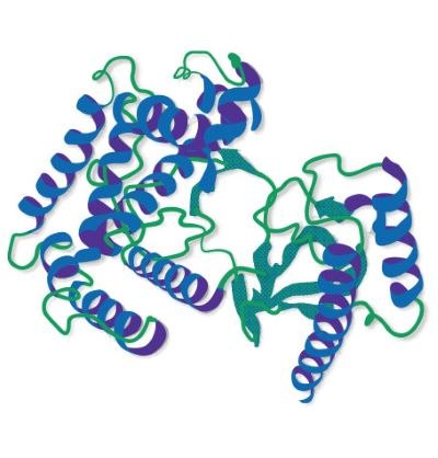 Protein A - HRP conjugate Structural schematic of horseradish peroxidase (HRP) showing secondary structure with alpha helices in blue and beta sheets in green