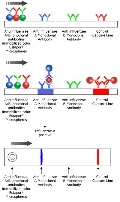 Influenza Virus Multiplex Lateral Flow Test Setup Illustration of a multichromatic multiparametric (multiplex) lateral flow test for influenza viruses, showing the test sample on the left, the Influenza A Capture line in blue and Influenza B Capture line in green in the center, and the control line in red on the right, with the sample flowing from left to right.