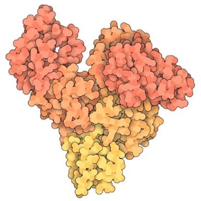 Molecular Structure BSA Molecular structure of BSA, based on the crystal structure of Bovine Serum Albumin (PDB ID 3v03) showing the 6 color-coded helical subdomains assembled to form the heart-shaped quaternary structure of the BSA protein molecule.