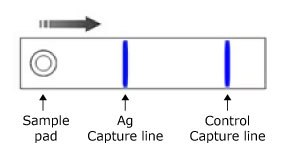 Bichromatic Monoparametric Lateral Flow Test Setup Illustration of a bichromatic monoparametric lateral flow test, featuring the test sample pad on the left, the Ag Capture line in blue in the center, and the control line also in blue on the right, with the sample flowing from left to right.
