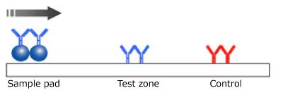 Monotest Monochromatic Lateral Flow Test Setup Illustration of a monotest monochromatic lateral flow test setup, depicting the test sample on the left, the antibody and microsphere in the center for reaction, and the control line on the right, with the sample flowing from left to right.