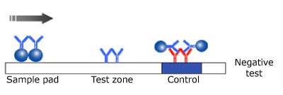 Negative Monotest Monochromatic Lateral Flow Test Result Illustration of a negative result in a monotest monochromatic lateral flow test, showing the test sample on the left, the antibody and microsphere in the center not reacting with the sample, and the control line on the right, with the sample flowing from left to right.