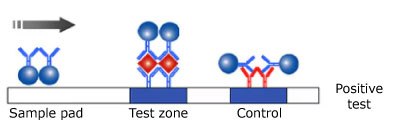 Positive Monotest Monochromatic Lateral Flow Test Result Illustration of a positive result in a monotest monochromatic lateral flow test, showing the test sample on the left, the antibody and microsphere in the center reacting with the sample, and the control line on the right, with the sample flowing from left to right.