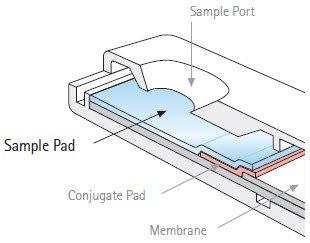 Sample Pad The sample pad as seen in Figure 1 can be used to perform multiple tasks, foremost of which is to promote the even and controlled distribution of the sample onto the conjugate pad.