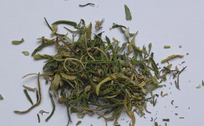 Cannabis sativa “Santhica” Separated into Leaves