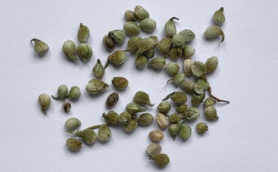 Cannabis sativa “Santhica” Separated into Leaves Seeds Cannabis sativa “Santhica” Separated into Leaves (top), Stems (middle) and Seeds (bottom).
