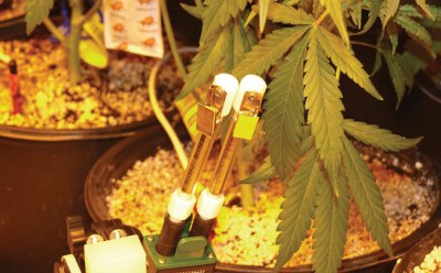 Cannabis Terpenes Cannabis plants in a laboratory environment