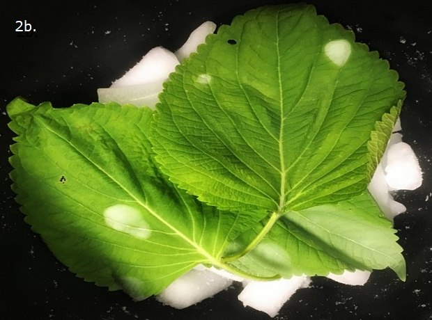 CO2 frozen Perilla Leaves Two large green leaves placed against a dark background, with serrated edges and prominent veining, resting on a pile of white CO2 pellets (dry ice). The leaves have a few translucent white spots on their surface, indicating exposure to the freezing effect of the CO2.